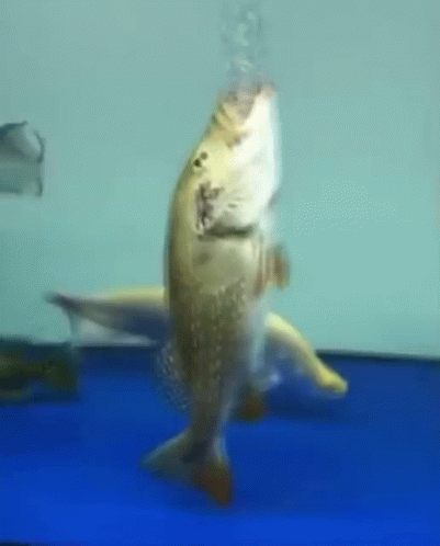 A Fish Is Swimming In A Blue Tank With Bubbles Coming Out Of Its Mouth . GIF