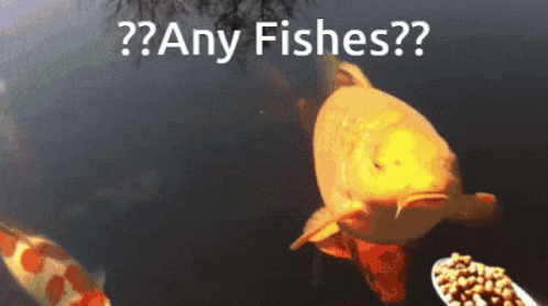 A Fish Is Swimming In A Pond With The Words Any Fishes Written Above It GIF