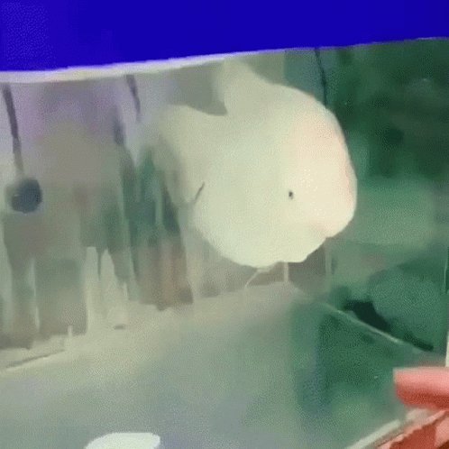 A Fish Is Swimming In A Tank Of Water . GIF