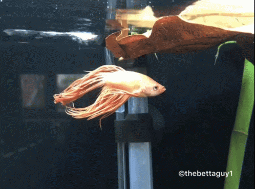 A Fish Is Swimming In A Tank With The Hashtag Thebettaguy1 At The Bottom GIF