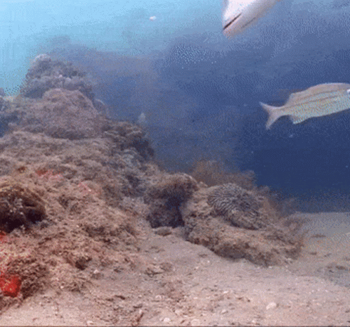 A Fish Is Swimming In The Ocean Near A Rocky Reef GIF