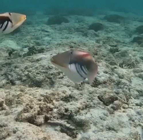 A Fish Is Swimming In The Ocean Near A Rocky Reef GIF