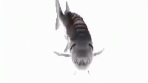A Fish Is Swimming In The Water On A White Background GIF