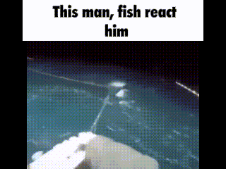 A Fish Is Swimming In The Water With The Words `` This Man , Fish React Him '' . GIF