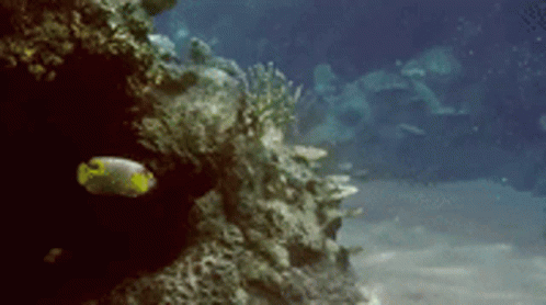 A Fish Is Swimming Near A Coral Reef In A Large Aquarium . GIF