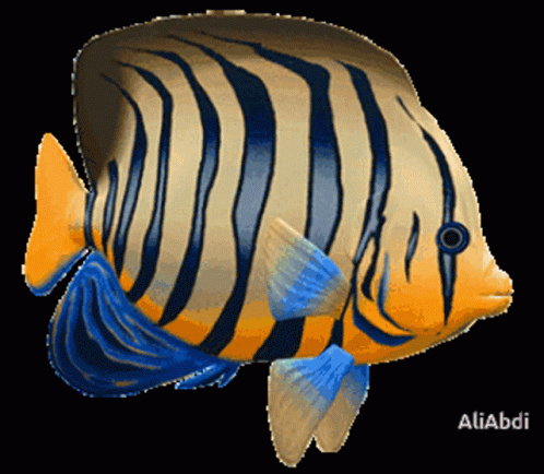 A Fish With A Black Background And The Name Aliabdi On The Bottom GIF