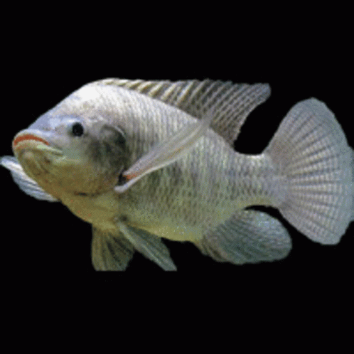 A Fish With A Black Background Is Swimming In A Tank GIF