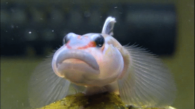 A Fish With A Funny Face Is Sitting On A Rock . GIF