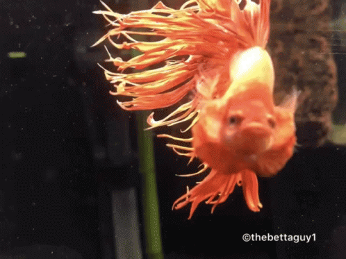 A Fish With A Long Orange Tail Is Swimming In A Tank With The Hashtag Thebettaguy1 GIF