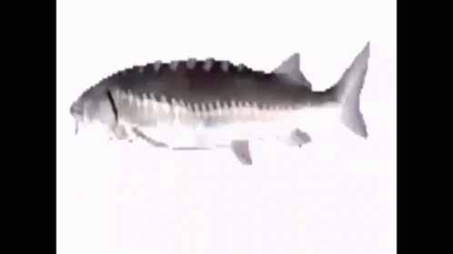 A Fish With A Long Tail Is Swimming On A White Surface GIF