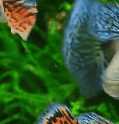 A Fish With A Red Nose Is Swimming In A Green Tank GIF