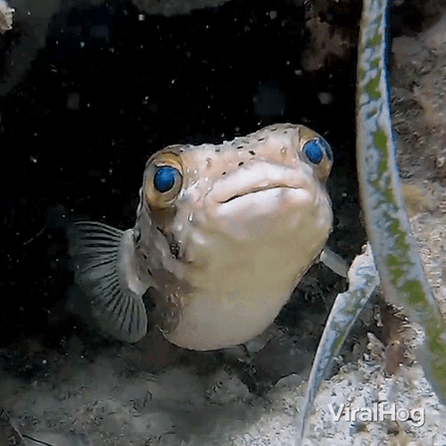 A Fish With Blue Eyes Is Looking At The Camera With The Words Viralhog Visible In The Corner GIF