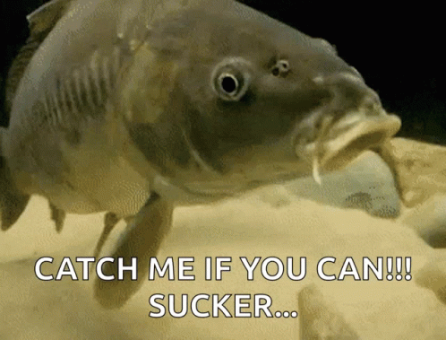 A Fish With Its Mouth Open And The Words Catch Me If You Can Sucker GIF