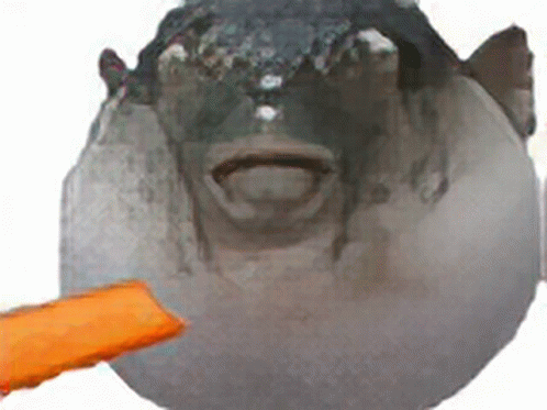 A Fish With Its Mouth Open Is Being Fed By Someone GIF