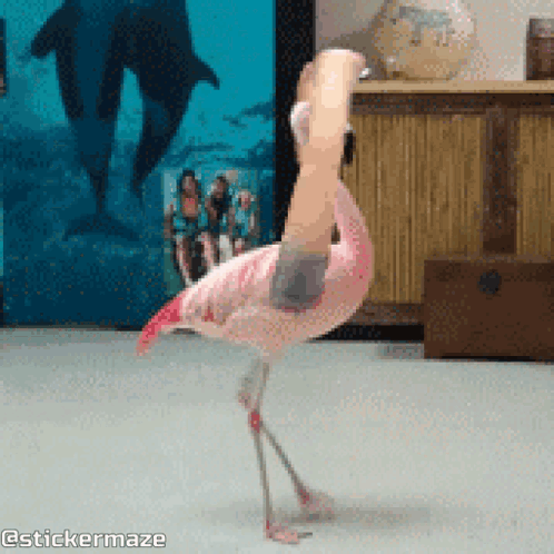A Flamingo Standing On One Leg With A Person 'S Hand Behind It GIF