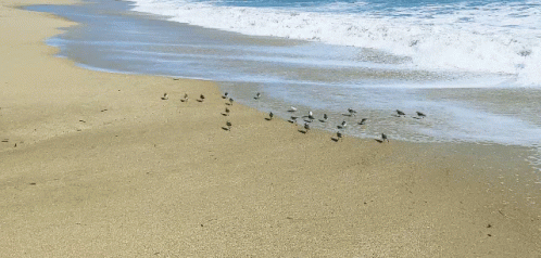 A Flock Of Birds Standing On A Sandy Beach Near The Water GIF
