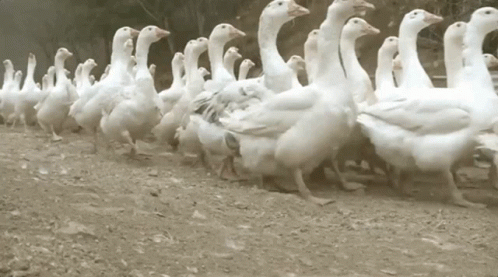 A Flock Of Ducks Are Walking In A Line In The Dirt GIF