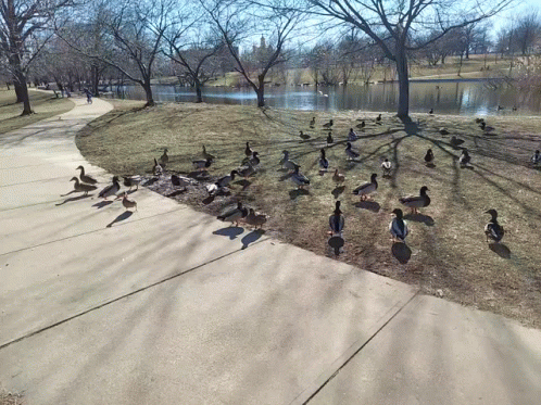 A Flock Of Ducks Standing On A Sidewalk Next To A Lake GIF