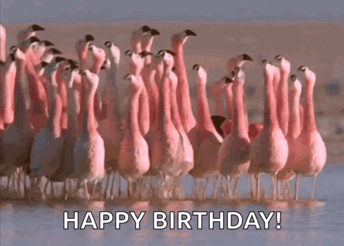 A Flock Of Flamingos Are Standing In The Water With The Words Happy Birthday Written Below Them . GIF