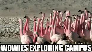 A Flock Of Flamingos Standing Next To Each Other On A Beach With The Words Wowies Exploring Campus . GIF