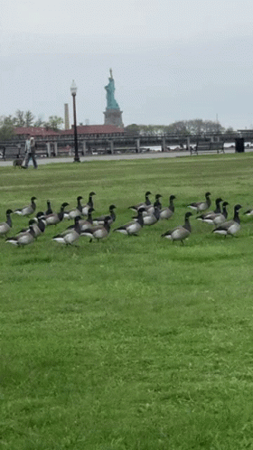 a flock of geese are standing in a grassy field with a statue in the background