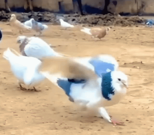 A Flock Of Pigeons Are Walking On A Dirt Field . GIF