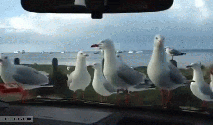 A Flock Of Seagulls Are Standing In Front Of A Car Windshield GIF