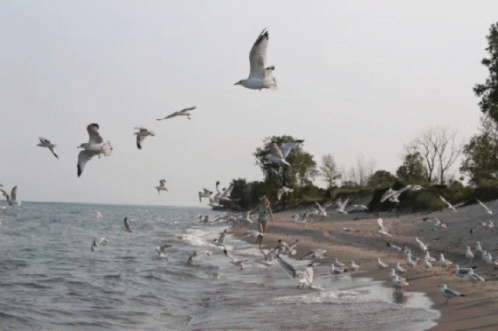 A Flock Of Seagulls Flying Over A Sandy Beach GIF
