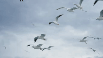 A Flock Of Seagulls Flying Through A Cloudy Sky GIF