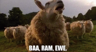 A Flock Of Sheep Standing In A Field With The Words Baa Ram Ewe GIF