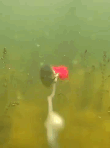 A Flower Is Floating In The Water With A Light On It GIF