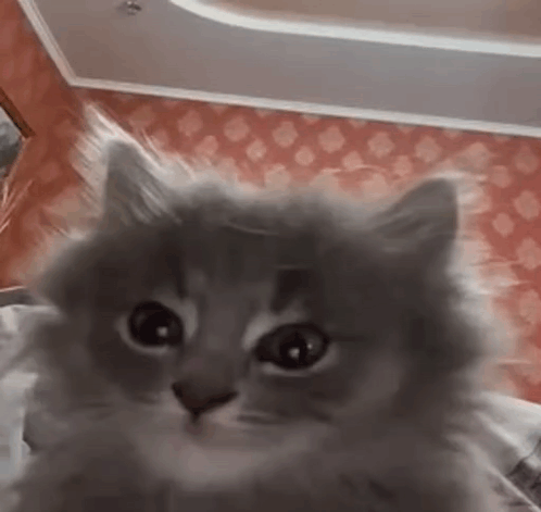 A Fluffy Cat Is Looking At The Camera In A Room . GIF