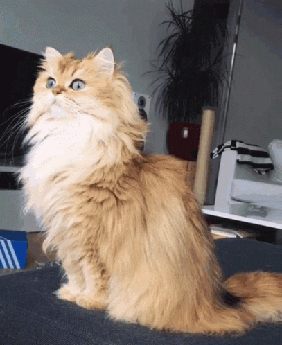 A Fluffy Cat Is Sitting On A Couch And Looking Up At The Camera GIF