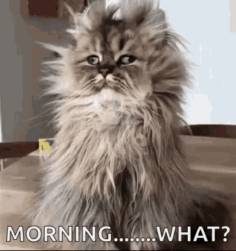 A Fluffy Cat Is Sitting On A Table And Looking At The Camera With The Words Morning What Written Below It . GIF