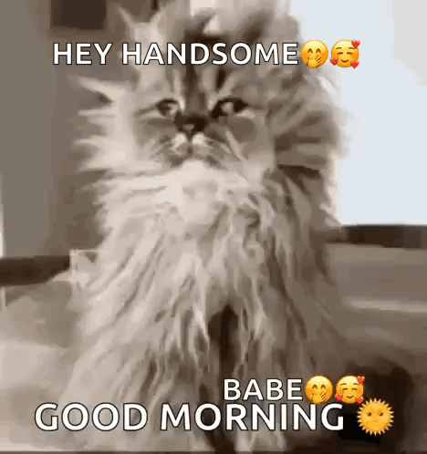 A Fluffy Cat Is Sitting On A Table And Saying `` Hey Handsome Babe Good Morning '' . GIF