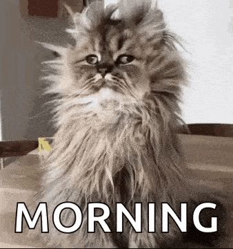 A Fluffy Cat Is Sitting On A Table Next To The Word Morning GIF