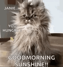 A Fluffy Cat Is Sitting On A Table With A Good Morning Sunshine Greeting . GIF