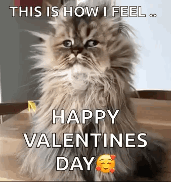 A Fluffy Cat Is Sitting On A Table With A Happy Valentines Day Message . GIF