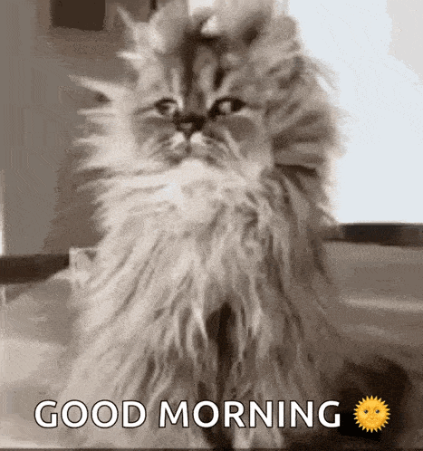 A Fluffy Cat Is Sitting On A Table With The Words Good Morning Written Below It GIF