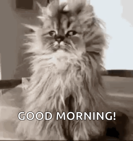 A Fluffy Cat Is Sitting On A Table With The Words `` Good Morning '' Written On It . GIF