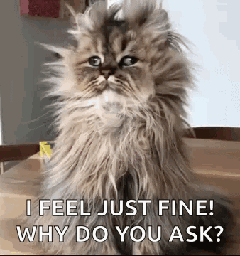 a fluffy cat is sitting on a table with the words `` i feel just fine ! why do you ask ? ''