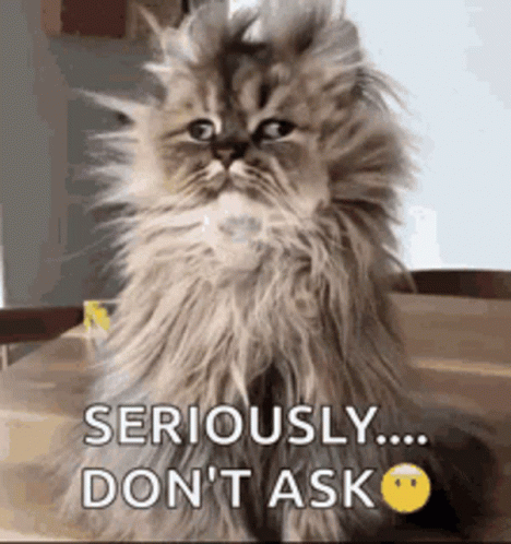A Fluffy Cat Is Sitting On A Table With The Words `` Seriously ... Don 'T Ask '' Written On It . GIF
