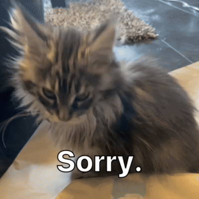 Fluffy Cat Sitting With Sorry Text Below GIF