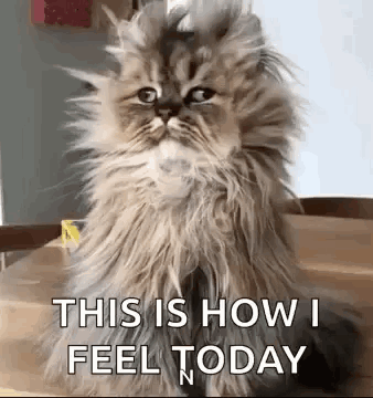A Fluffy Cat Is Sitting On A Table With The Words `` This Is How I Feel Today '' Written On It . GIF