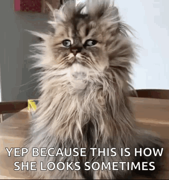 A Fluffy Cat Is Sitting On A Wooden Table And Looking At The Camera With A Caption . GIF