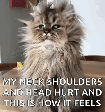 A Fluffy Cat Is Sitting On A Wooden Table With Its Head Hurt And Neck Shoulders Hurt . GIF