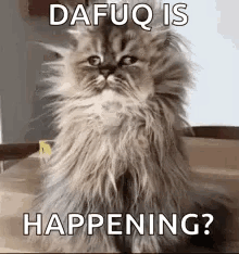 A Fluffy Cat Is Sitting On A Wooden Table With The Words `` Dafuq Is Happening ? '' Written On It . GIF