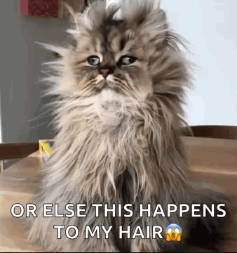 A Fluffy Cat Is Sitting On A Wooden Table With The Words `` Or Else This Happens To My Hair '' . GIF