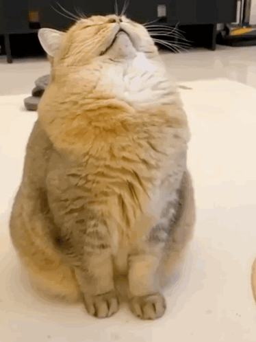 A Fluffy Cat Is Sitting On The Floor With Its Head On Its Paws . GIF