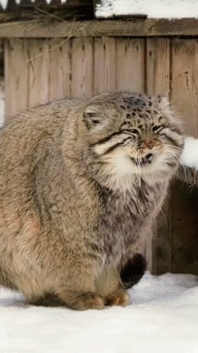 A Fluffy Cat Is Standing In The Snow With Its Mouth Open GIF